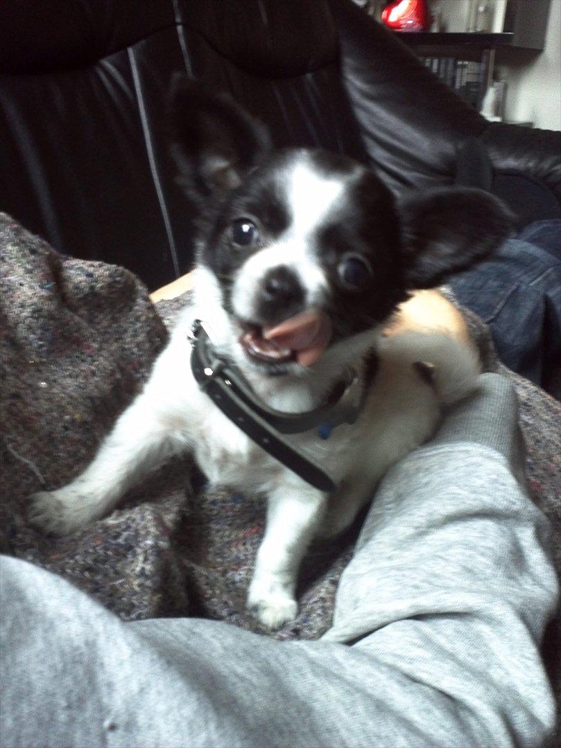 Chihuahua Cody - Den lille gavtyv dagen efter vi havde hentet ham :) billede 4