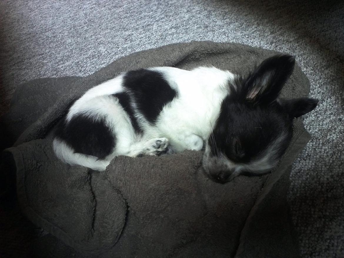 Chihuahua Cody - ZZzzzzz...! billede 5