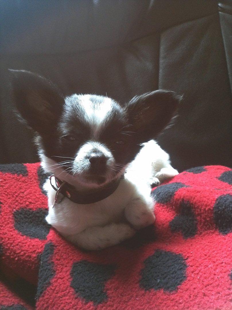 Chihuahua Cody - Charme ;) billede 6