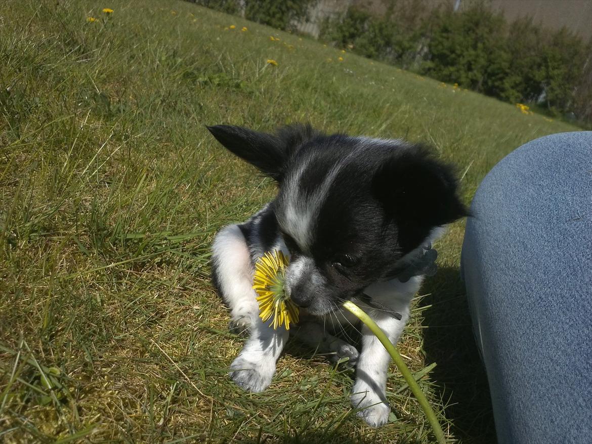 Chihuahua Cody - Blomster er et hit :) billede 7