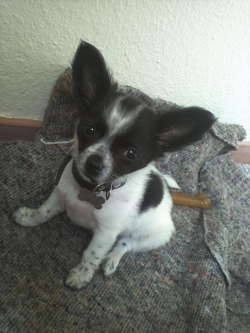 Chihuahua Cody - Godmooooorgen..  billede 8