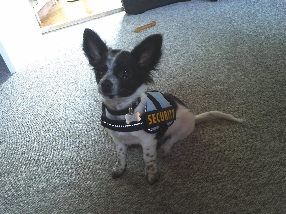 Chihuahua Cody - Cody med sin fine K9 sele :) billede 9