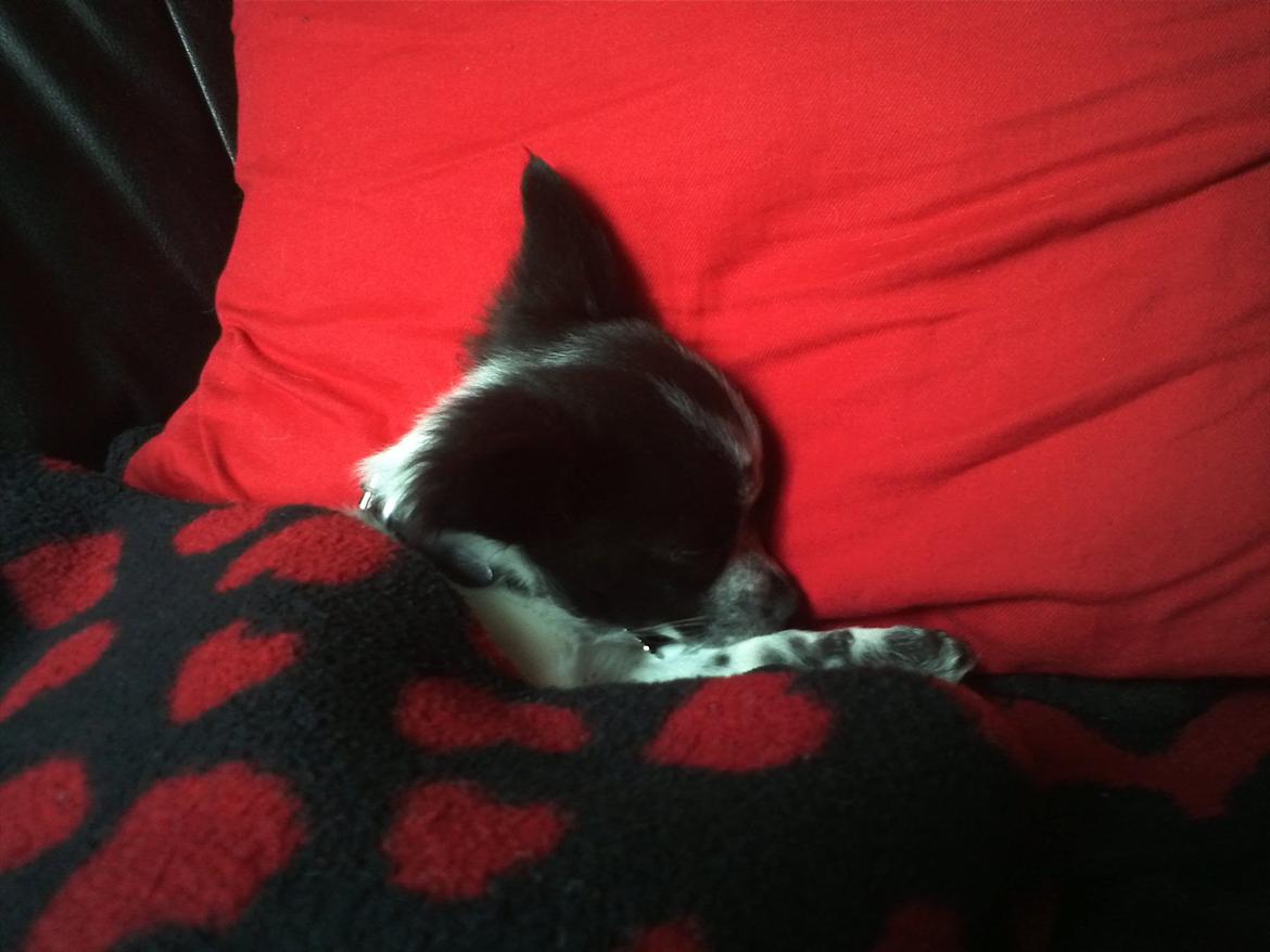 Chihuahua Cody - Så er man blevet puttet :) billede 10