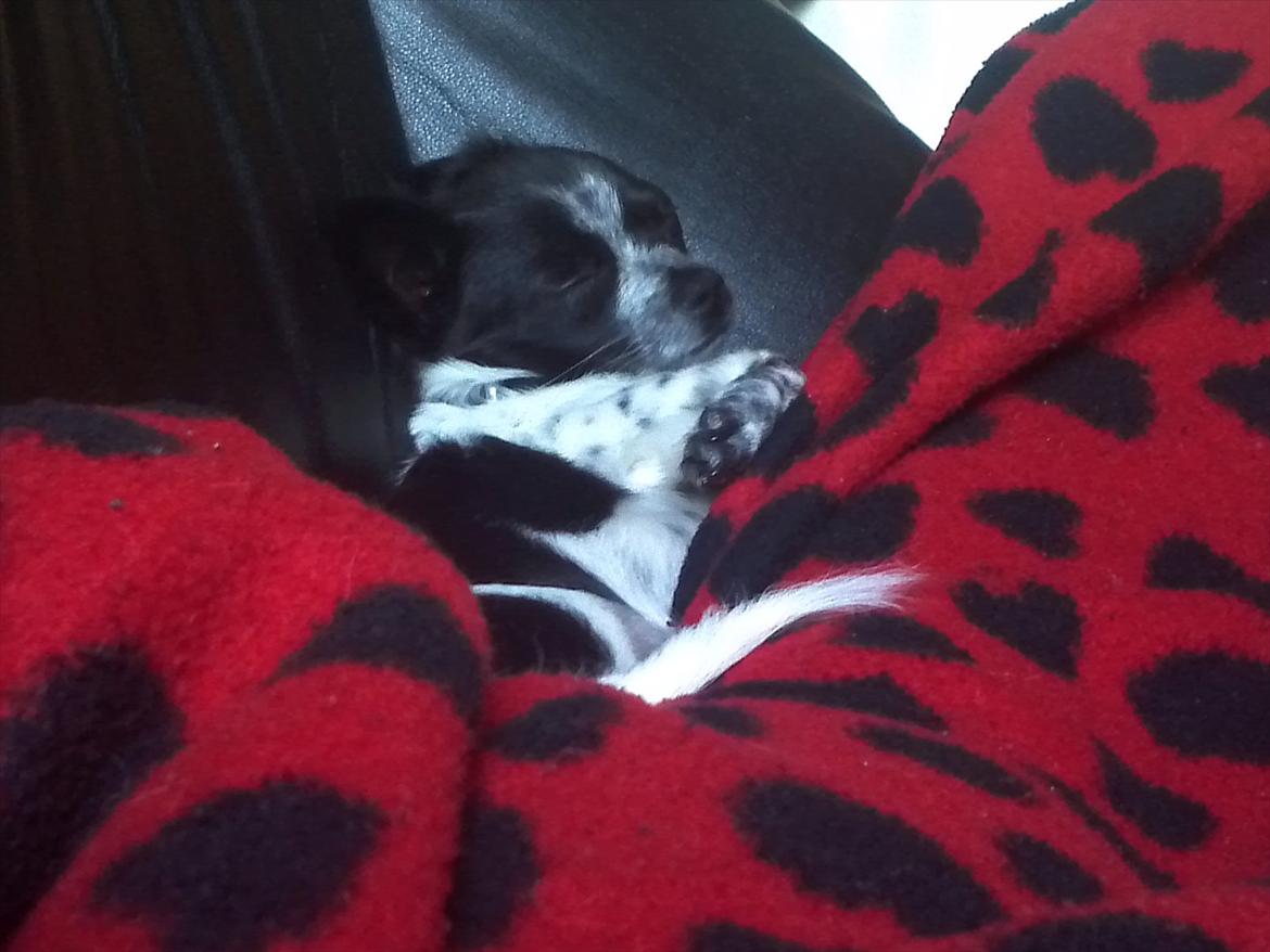 Chihuahua Cody - ZZzzzz! billede 11