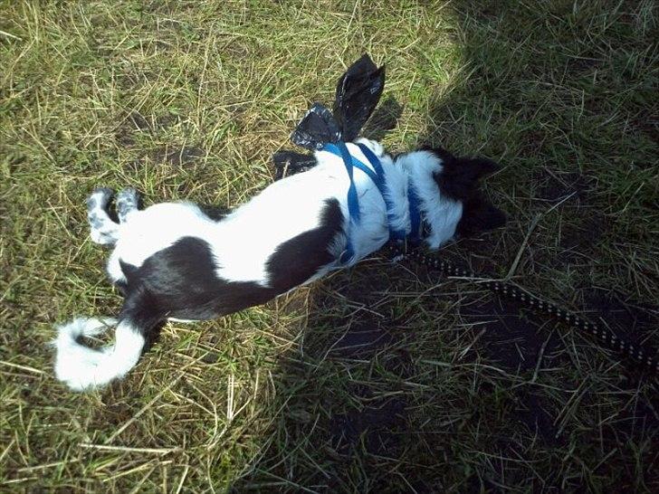 Chihuahua Cody - at vikle sig ind i sin snor? :/ billede 12