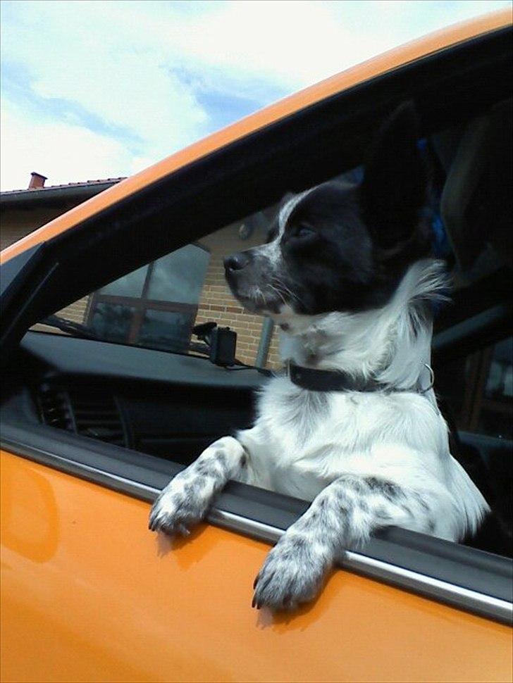 Chihuahua Cody - Cody elsker at være med ude og køre :) billede 13