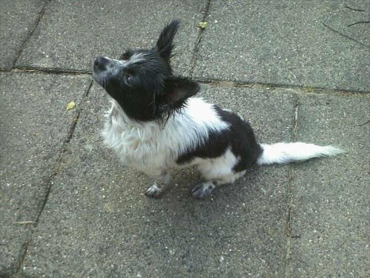 Chihuahua Cody - Pjusket efter et bad... billede 14