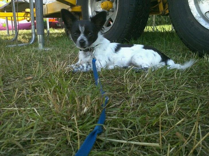 Chihuahua Cody - en tur med tivoli :) billede 15