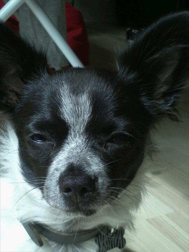 Chihuahua Cody - Look at me :) billede 16