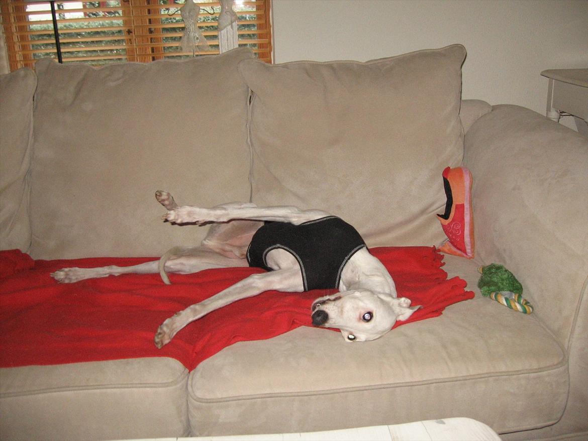 Whippet Bonzo (Himmelhund) billede 13