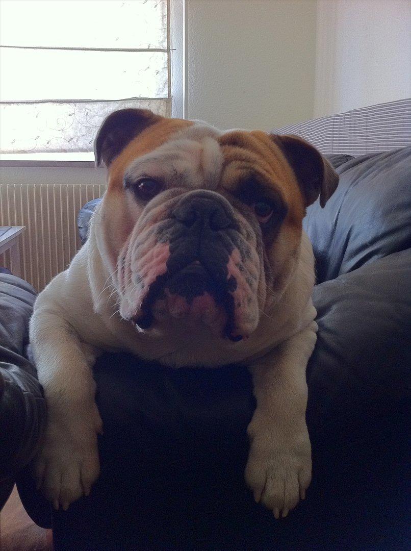 Engelsk bulldog Magnus billede 18