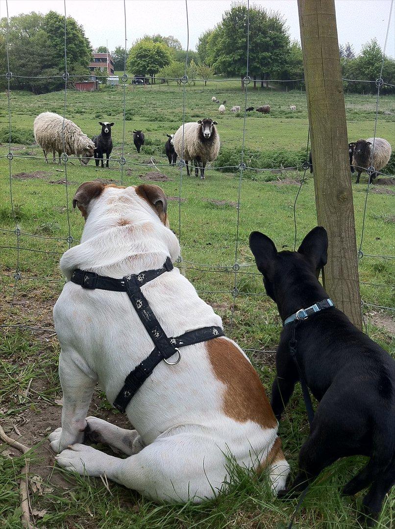 Engelsk bulldog Magnus billede 15