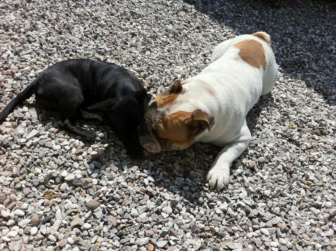 Engelsk bulldog Magnus billede 20