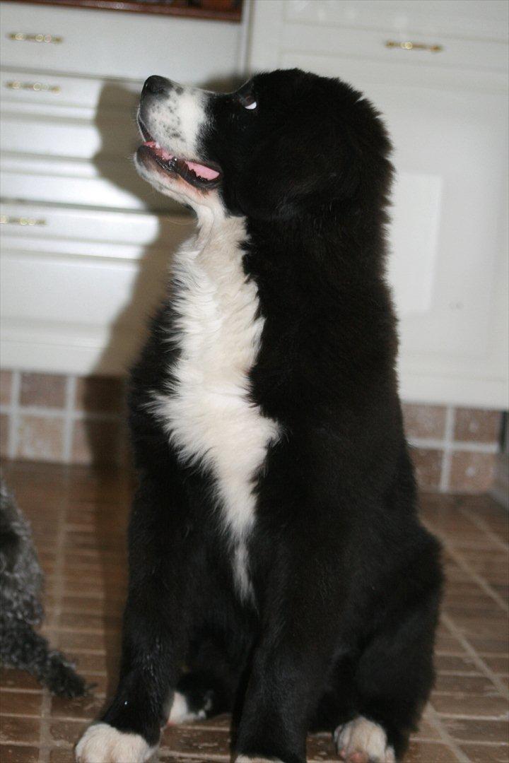 Blanding af racer || Walter || billede 1