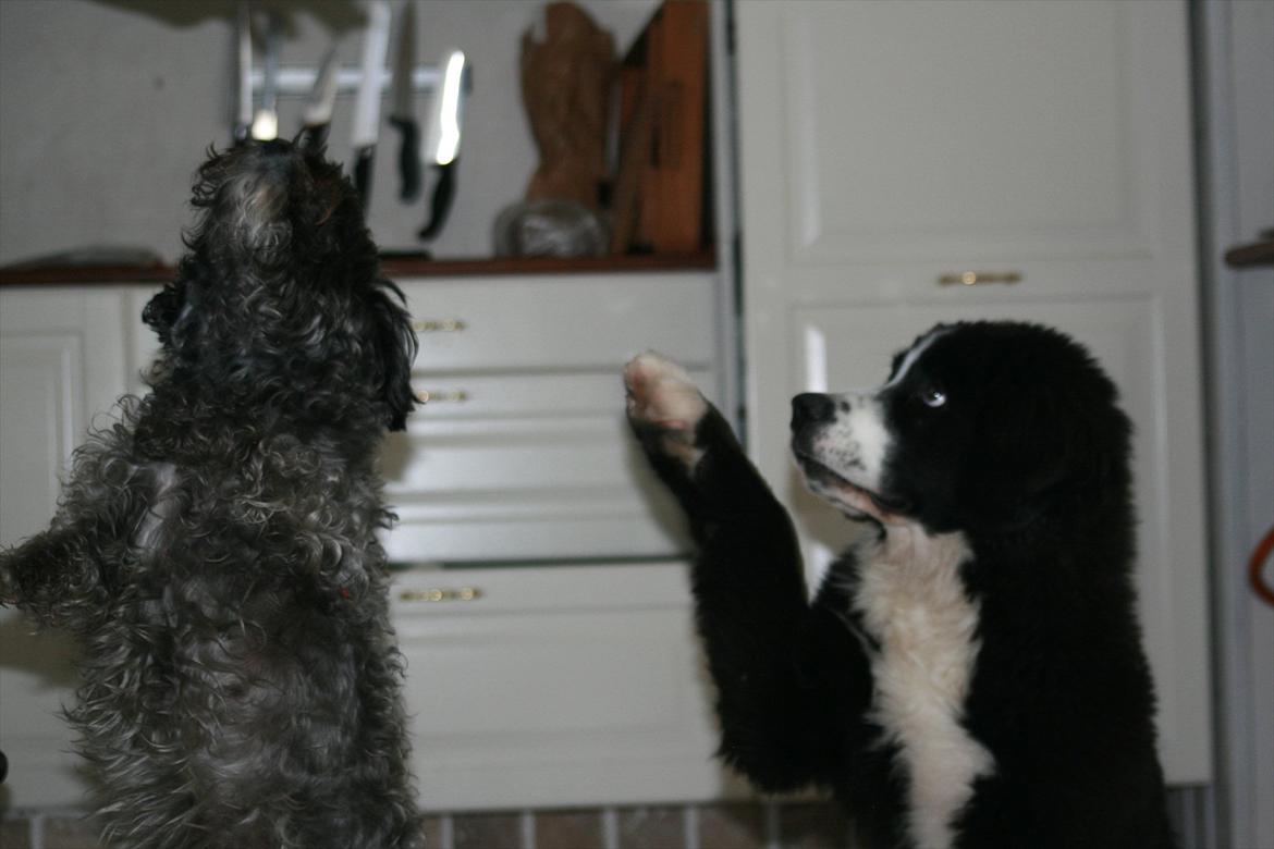 Blanding af racer || Walter || billede 2