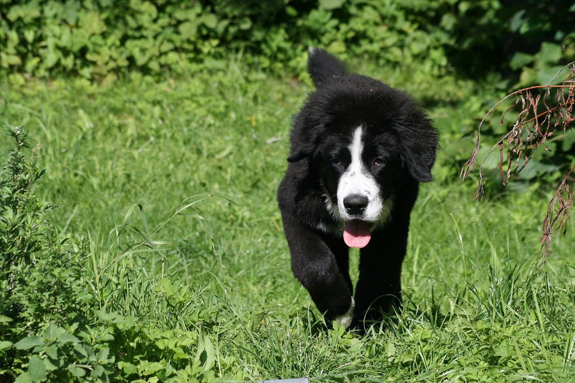 Blanding af racer || Walter || billede 3