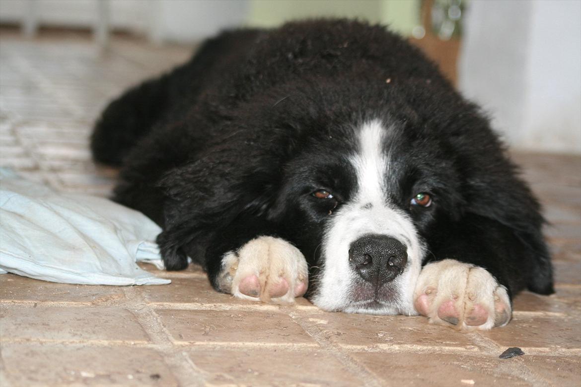 Blanding af racer || Walter || billede 4