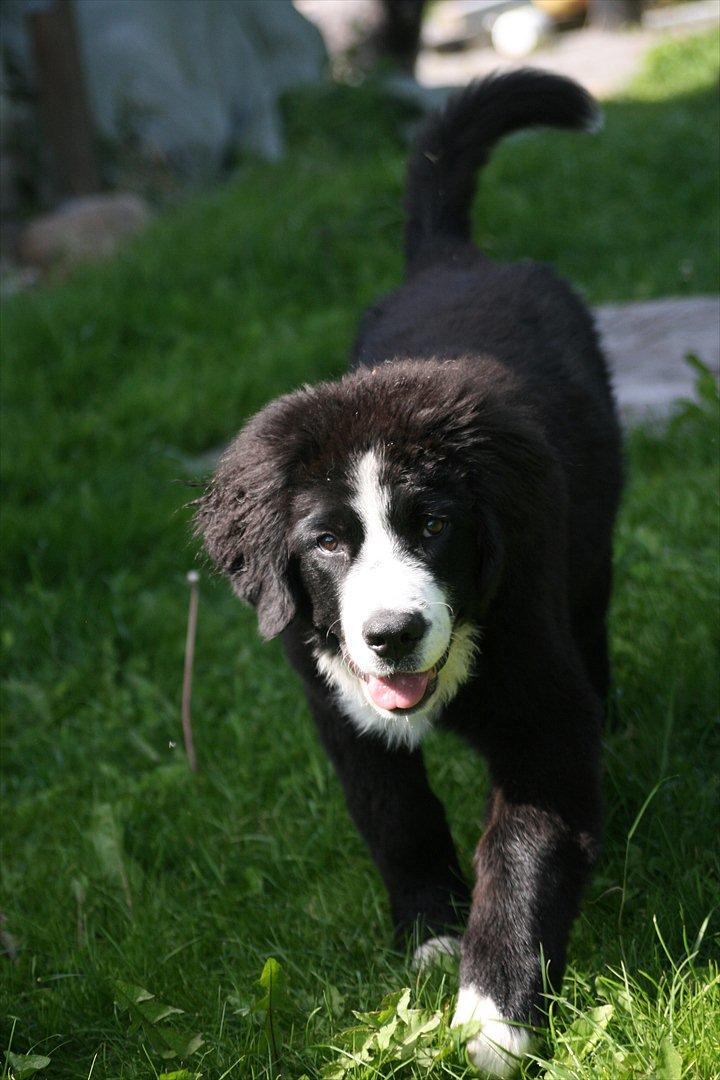 Blanding af racer || Walter || billede 5