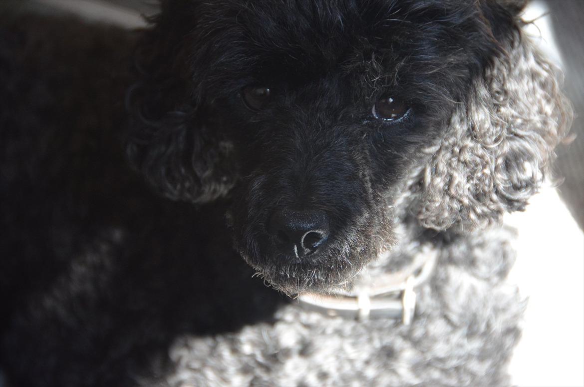 Dværgpuddel Max billede 3