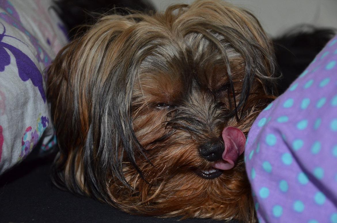 Yorkshire terrier Little Big horns Albert billede 12