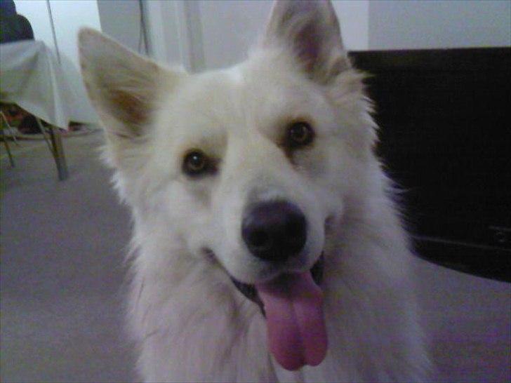 Blanding af racer Kayaq - glad som altid ;D billede 1