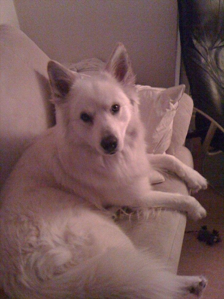 Blanding af racer Kayaq billede 2