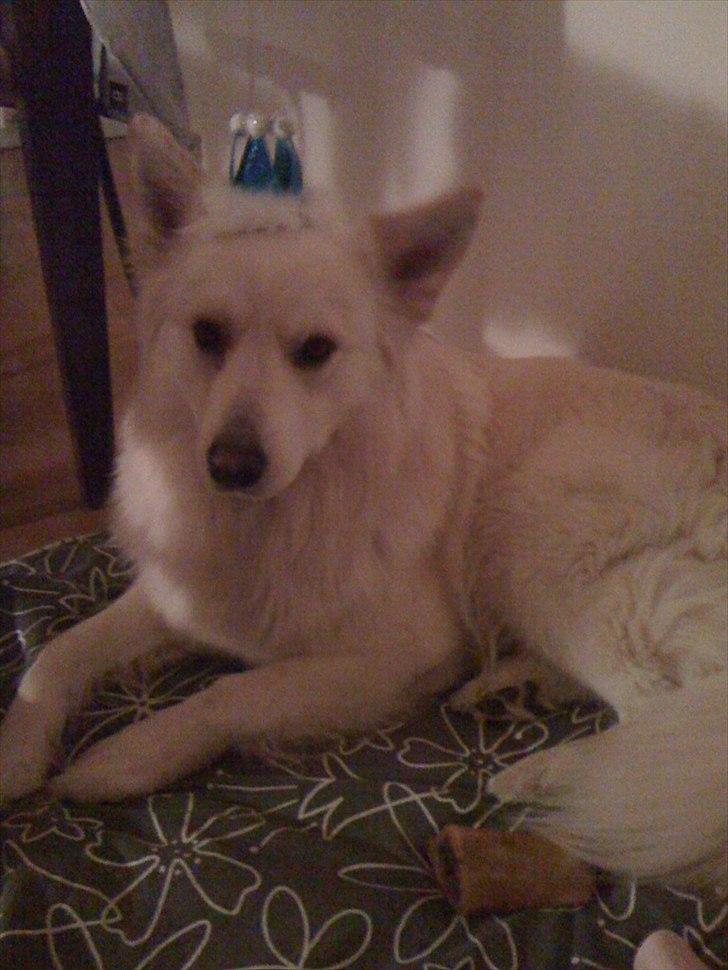 Blanding af racer Kayaq billede 3