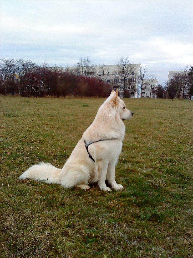 Blanding af racer Kayaq billede 4