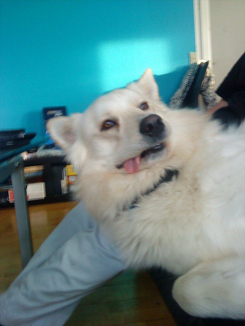 Blanding af racer Kayaq billede 5