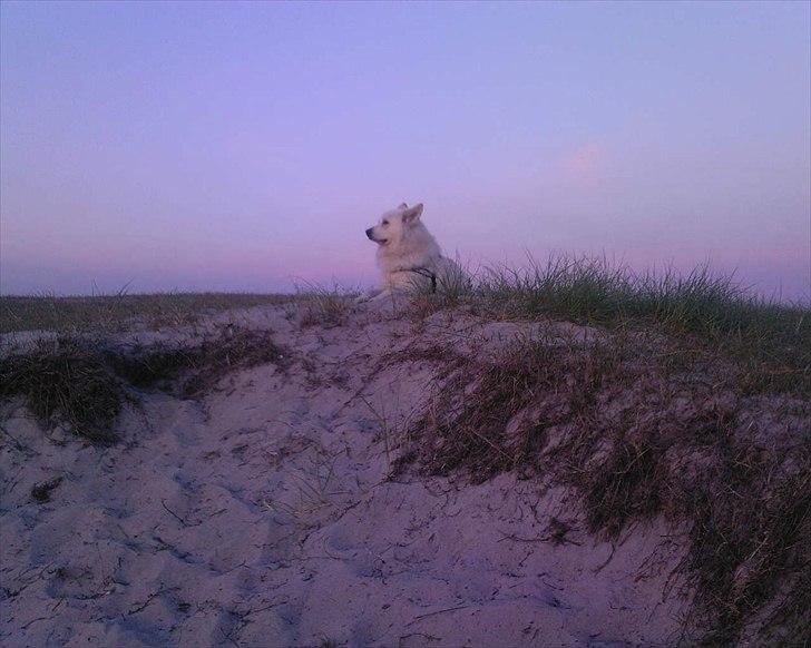 Blanding af racer Kayaq billede 6