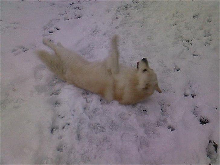 Blanding af racer Kayaq billede 7