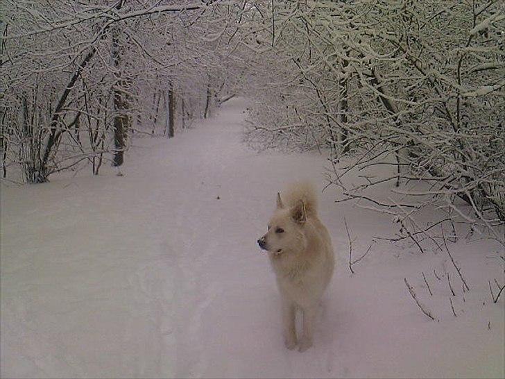 Blanding af racer Kayaq billede 8