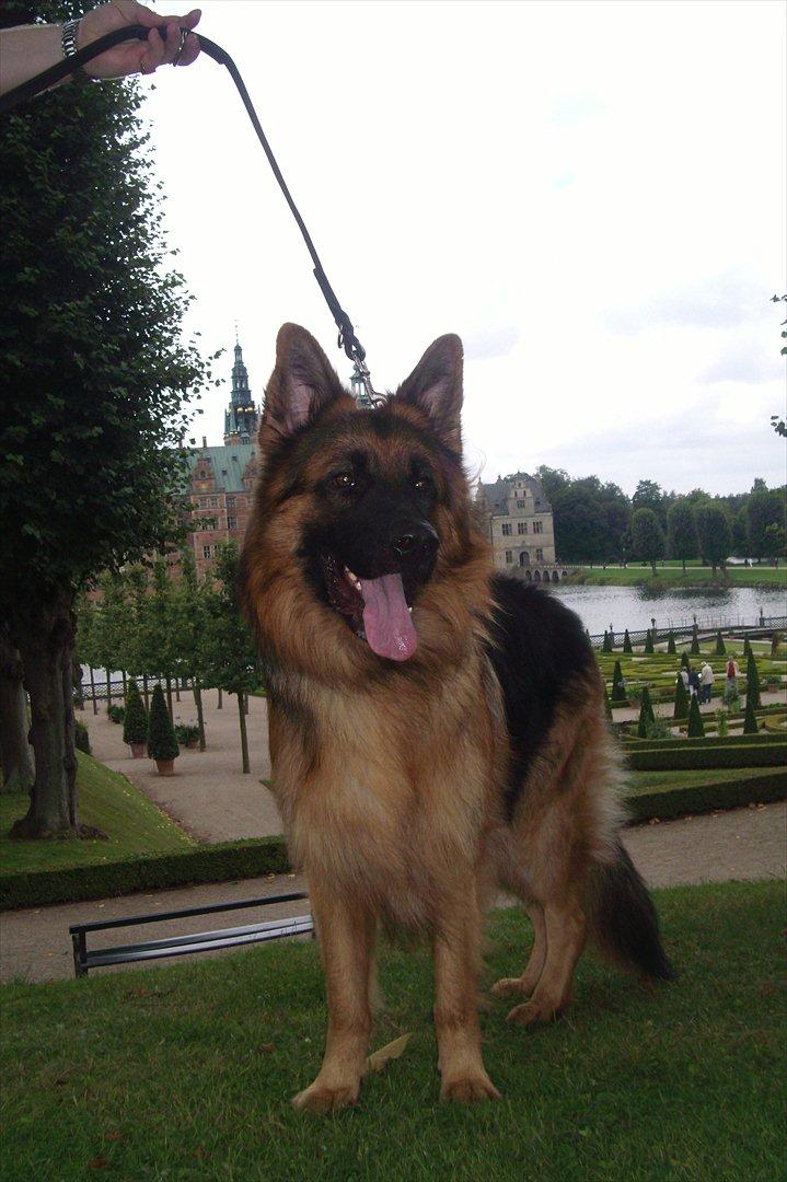 Schæferhund Victor - Her er jeg på tur i slotshaven v. Fr.borgslot, skøn tur ;o) billede 15