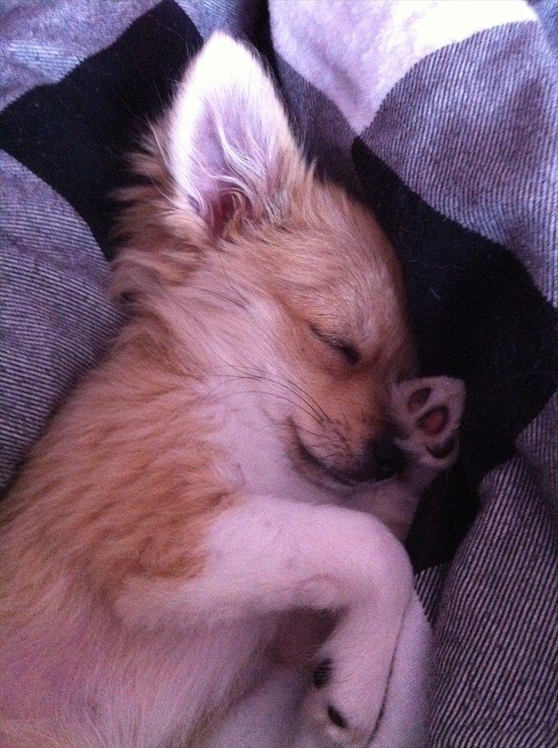 Chihuahua Chi Chi billede 15