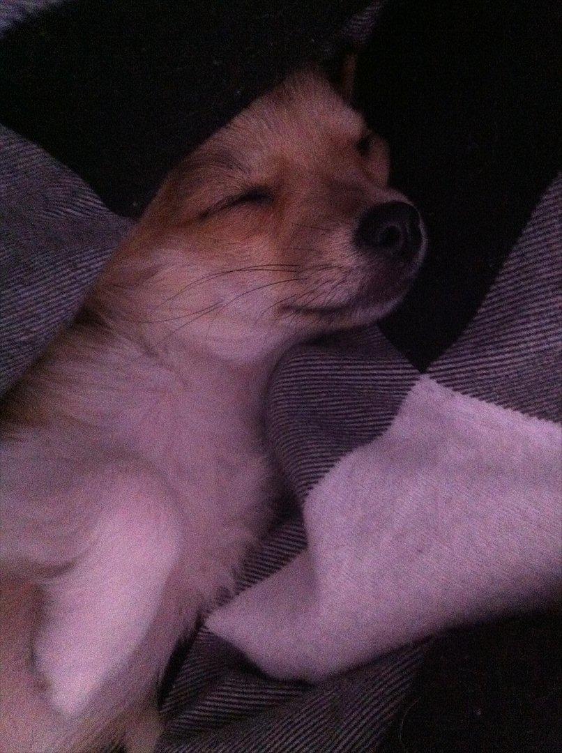 Chihuahua Chi Chi billede 10