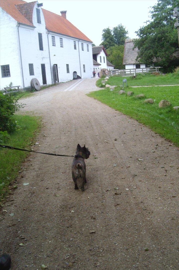 Cairn terrier Tyson - Her er jeg på vej til møllegården i Esrum ;o) billede 7