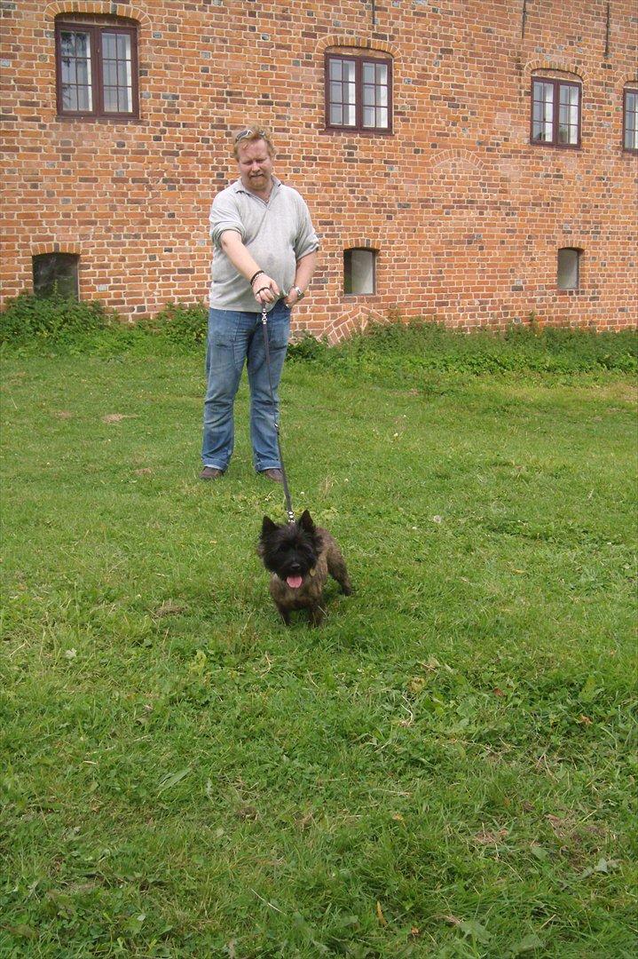 Cairn terrier Tyson - Jeg ses her med mit ene menneske ved Esrum kloster. billede 8