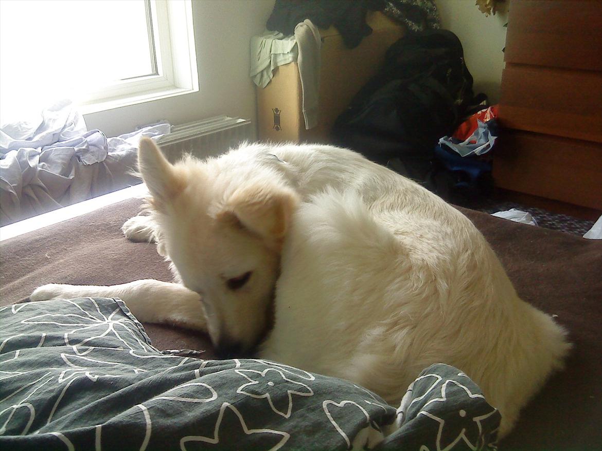 Blanding af racer Kayaq billede 9