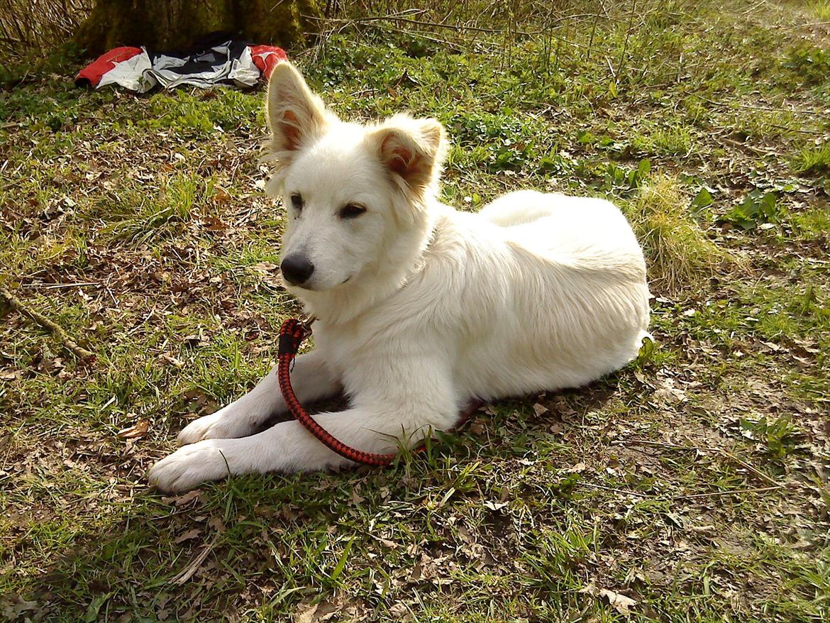 Blanding af racer Kayaq billede 10