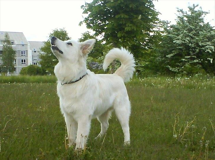 Blanding af racer Kayaq billede 11