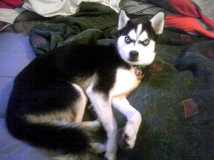 Alaskan Klee Kai ] Shady billede 6