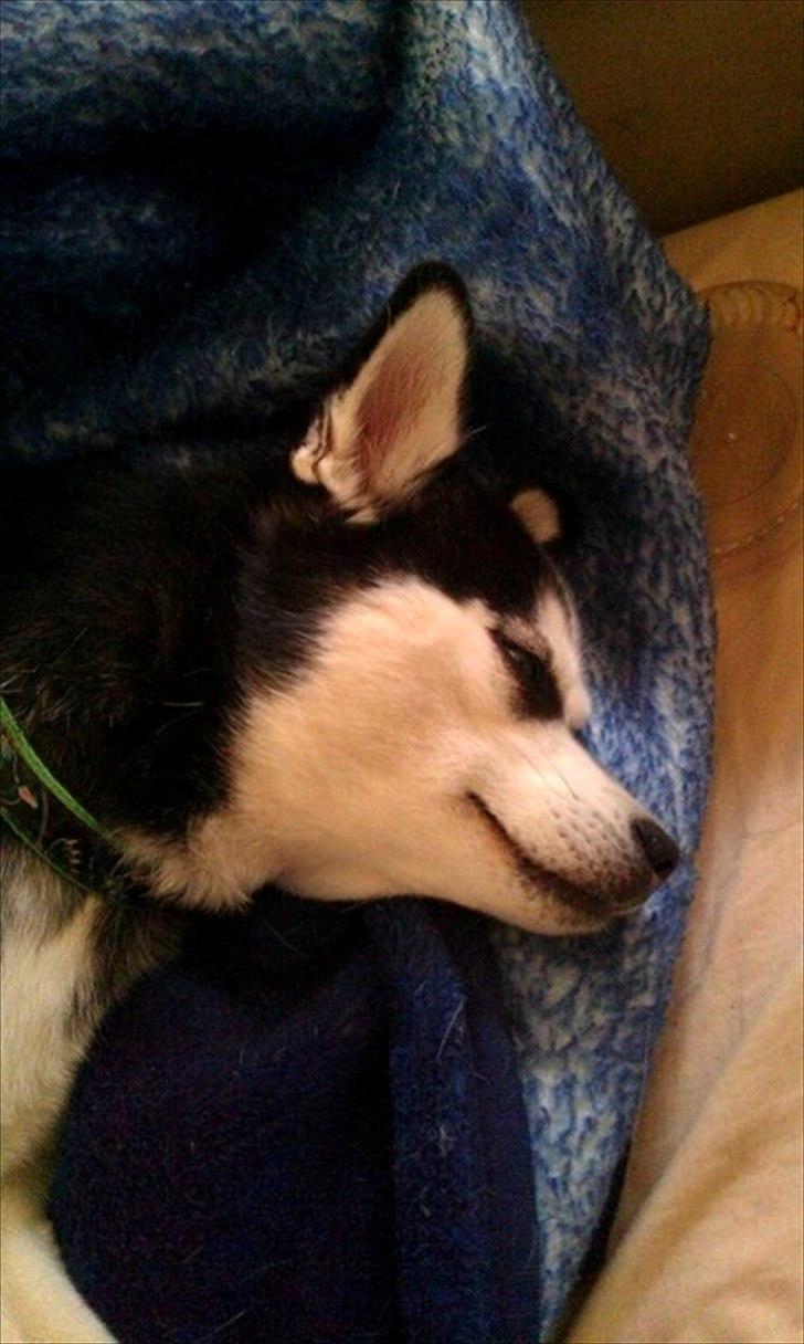 Alaskan Klee Kai ] Shady billede 2