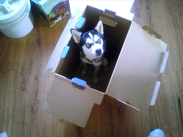 Alaskan Klee Kai ] Shady billede 4