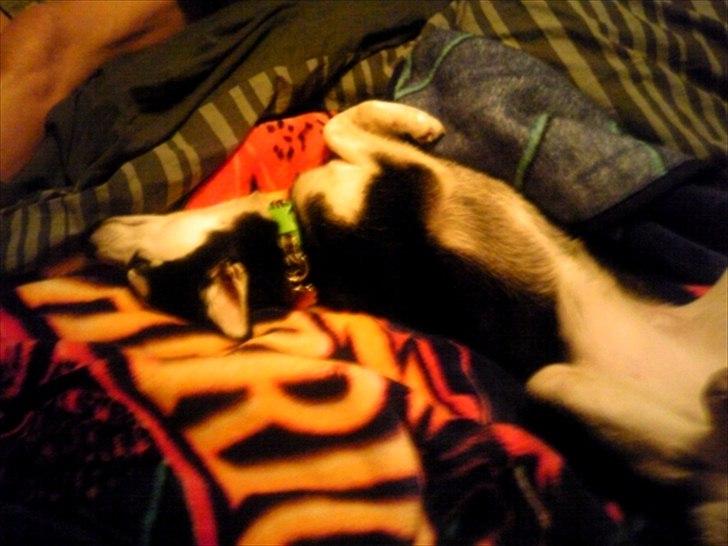 Alaskan Klee Kai ] Shady billede 3