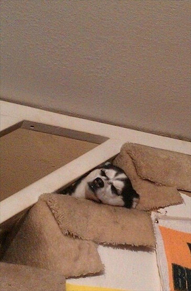 Alaskan Klee Kai ] Shady - Hunde kan have de skøreste sove positioner. Her ligger Shady under et trappetrin. billede 5