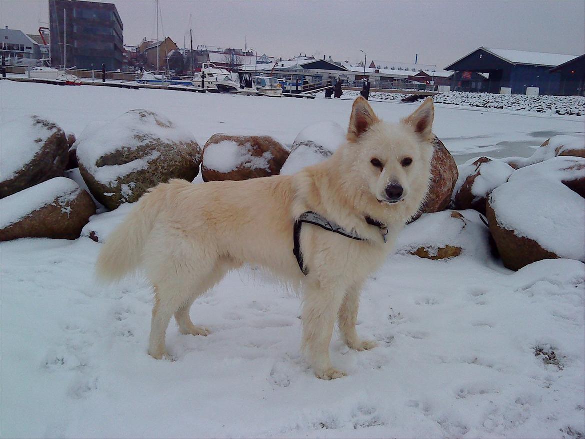 Blanding af racer Kayaq billede 12