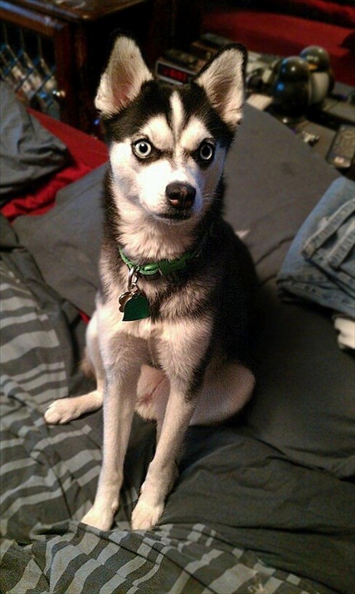 Alaskan Klee Kai ] Shady billede 1