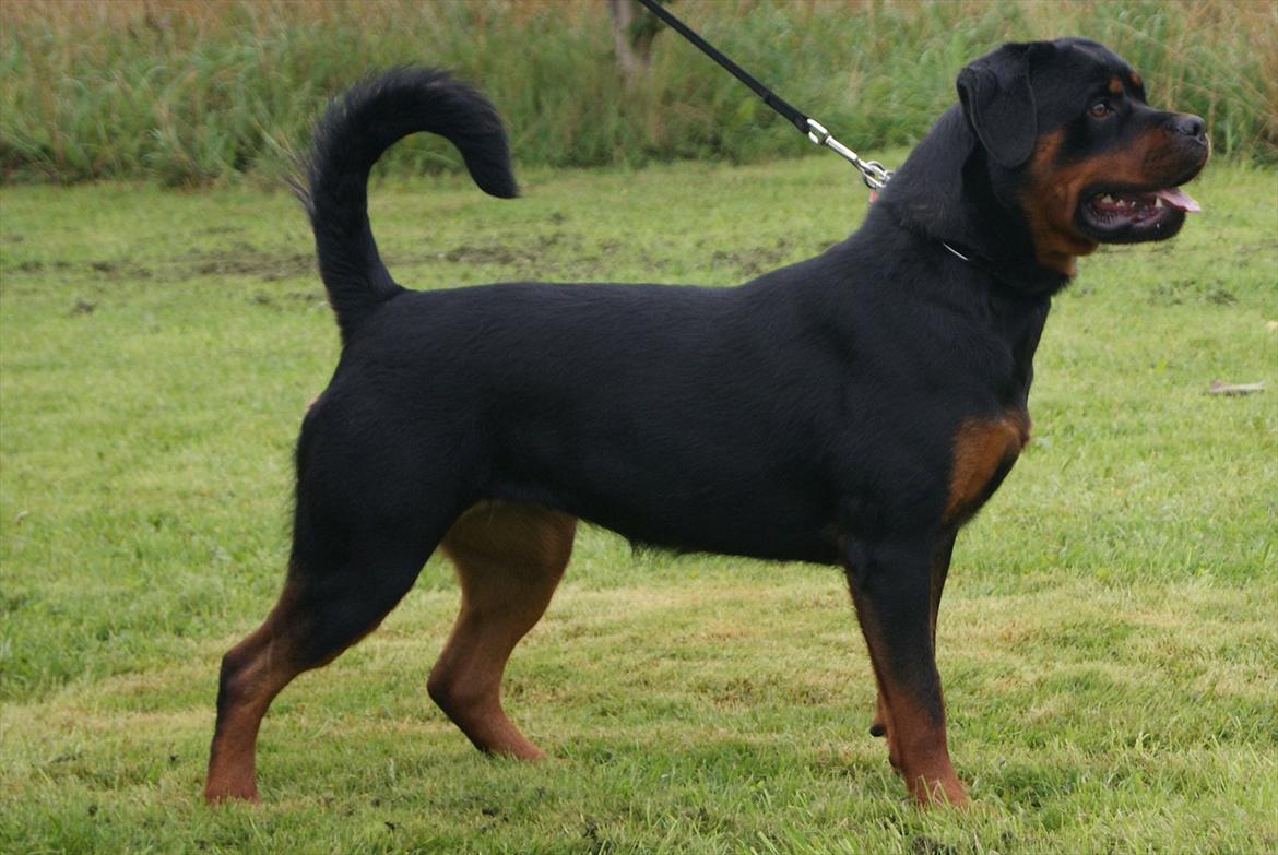 Rottweiler VOM HAUSE WENORRA HONEY billede 4