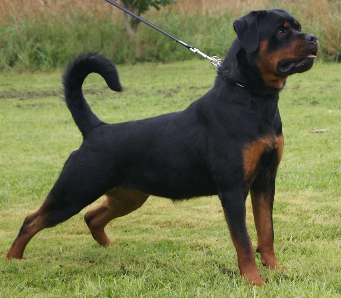 Rottweiler VOM HAUSE WENORRA HONEY billede 2