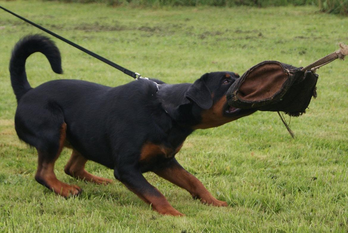 Rottweiler VOM HAUSE WENORRA HONEY billede 12